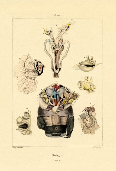 Ovology by French School